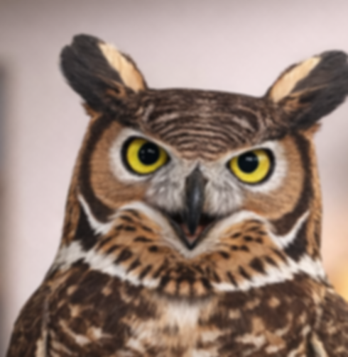 The mascot of Kelley's Tax Service, a great horned owl.