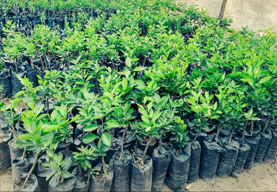 Millenia (1,000 Seedlings)