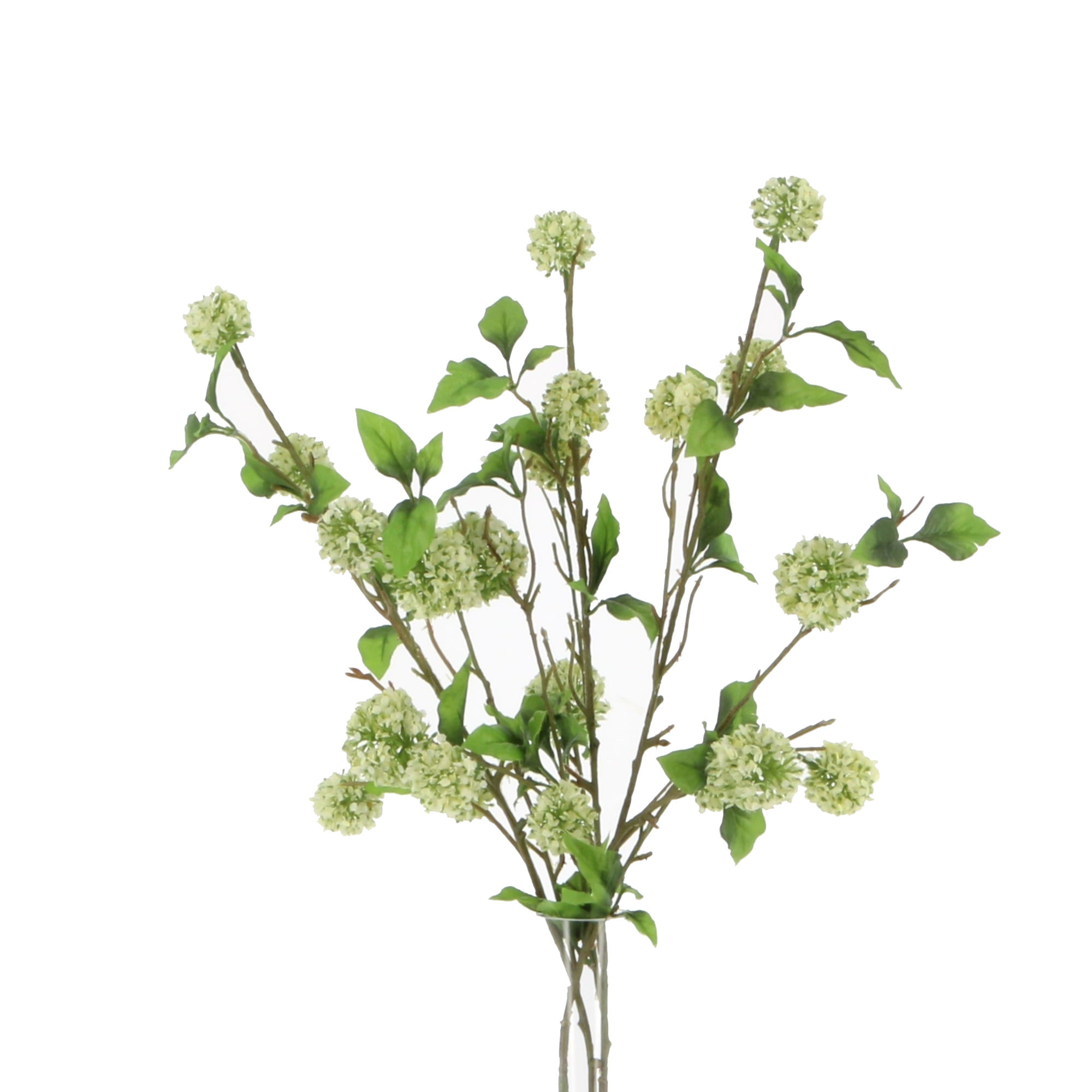 Cream Cottage Garden Snowball