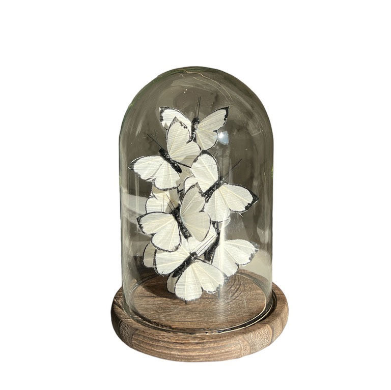 White Butterflies In Cloche