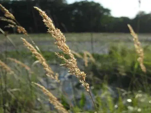 Blue joint grass stem.webp