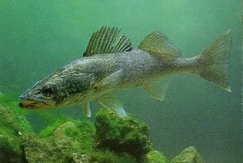 walleye.webp