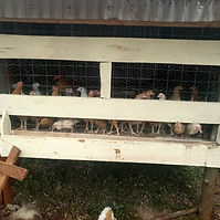 Chicken project (1).jpg
