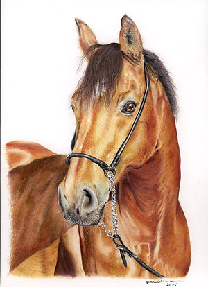 Horse-1.jpg