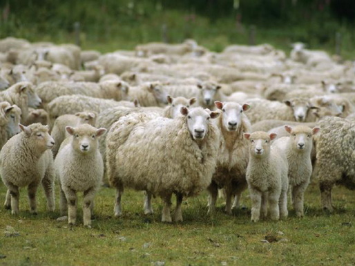 Thinning the Heard?