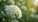 Foraging Elderflowers and Using Elderflower Cordial in a Lemon Elderflower Cake