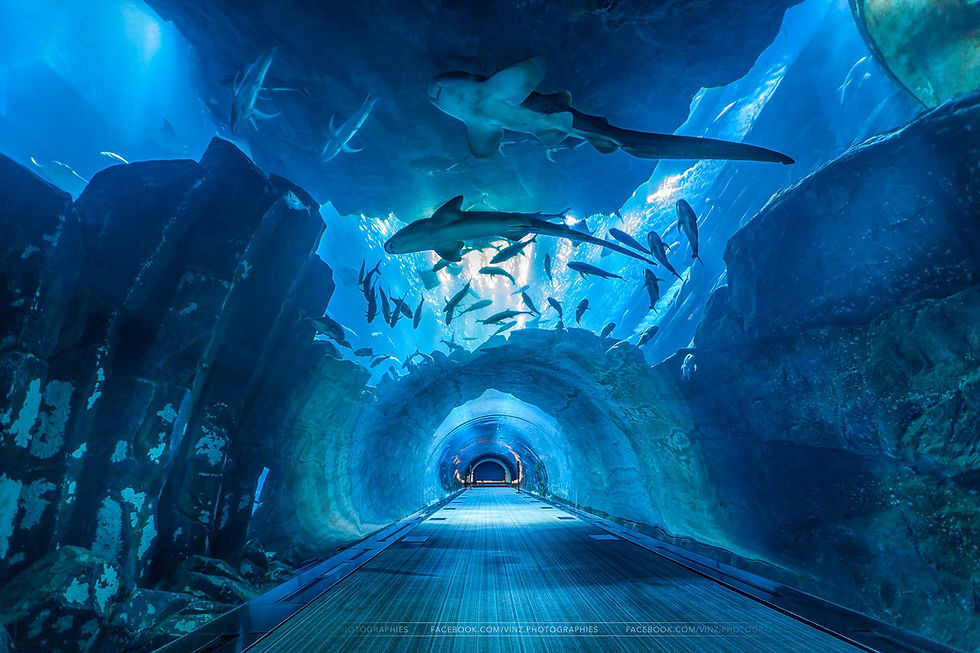 Dubai Aquarium & Underwater Zoo