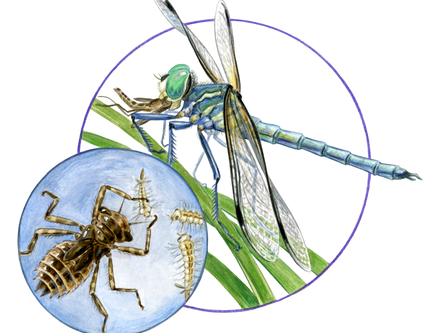 Pachydiplax longipennis, Blue Dasher