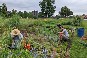 Wash-Park-Big-Garden-Skyler-Volunteer-Session-July-28-2022-PXL_20220728_161846849 (2).jpg