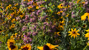 HB26-1132: Practices to Support Pollinators Approved by the Legislature!