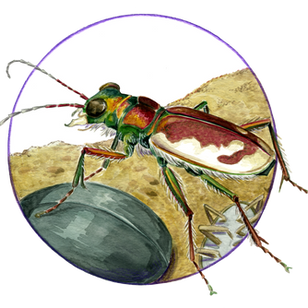 Cicindela theatina, Great Sand Dunes Tiger Beetle