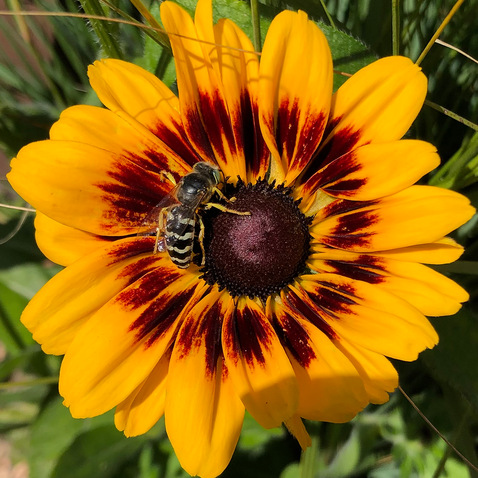 2025 Bee Boulder Festival