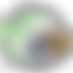 Apis mellifera, Honey Bee