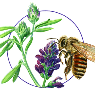 Apis mellifera, Honey Bee