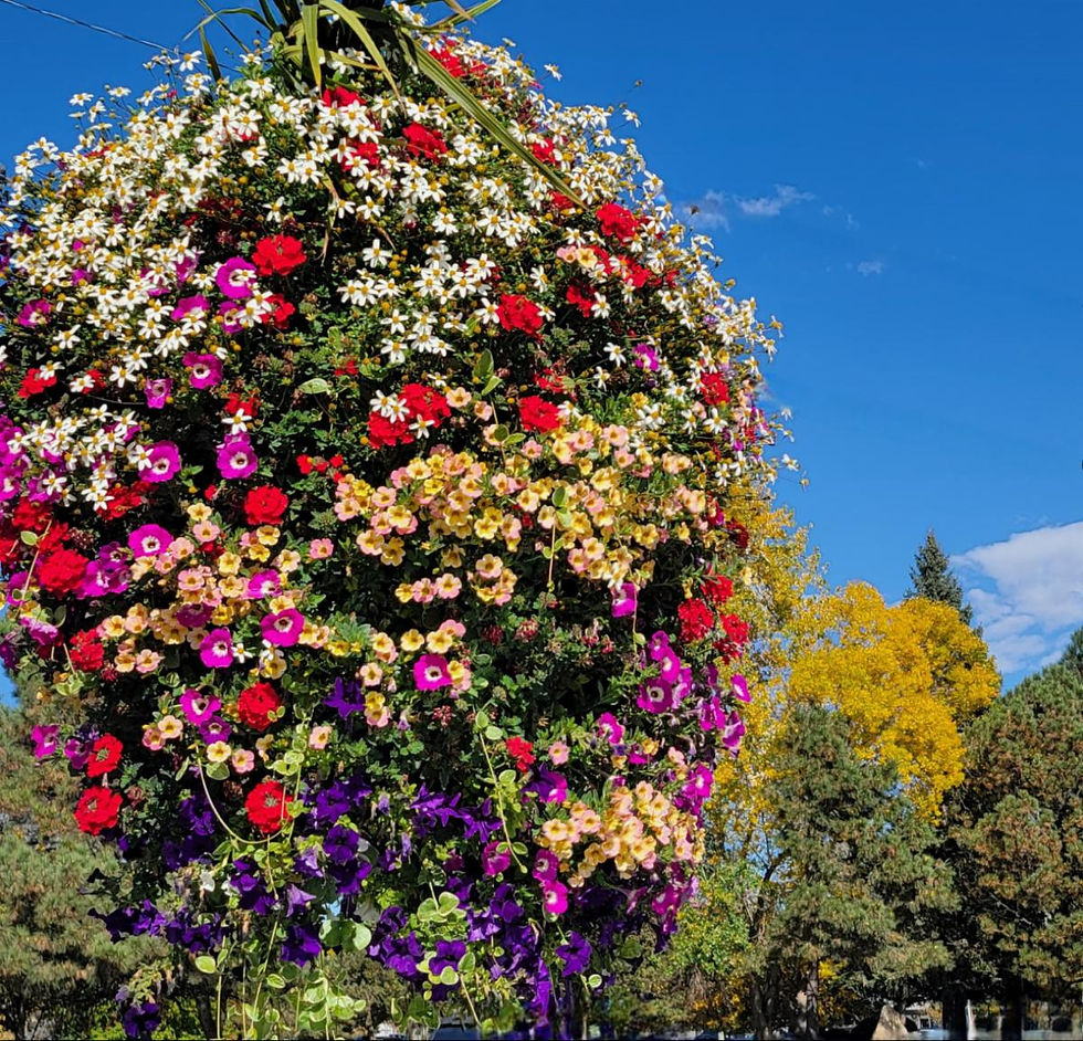 Photo from the Flower Bin