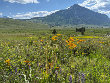 Mountains 7,500'+ Native Plants