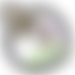 Hemaris diffinis, Snowberry Clearwing Moth