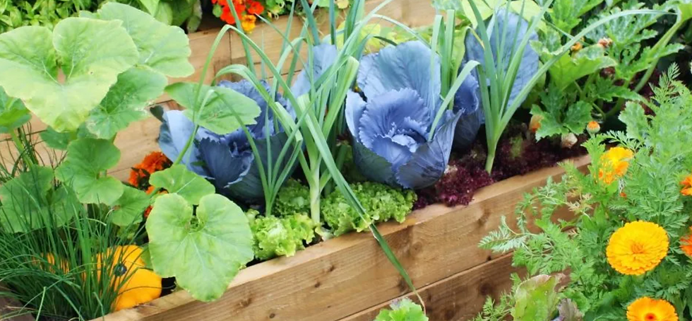 Gardening Fair and Free Seed Library