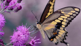 Happy Colorado Pollinator Month!