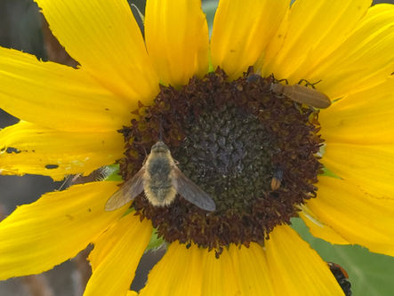 Meet the Pollinators You've Been Swatting Away Webinar