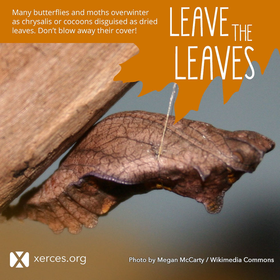 Leave the Leaves for Pollinators
