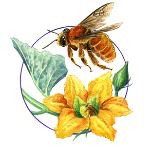 Xenoglossa strenua, Squash Bee