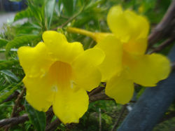 Yellow Allamanda