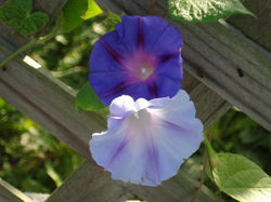 Morning Glory