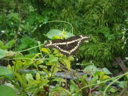 Swallowtail Butterfly