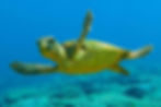 loggerhead turtle zante