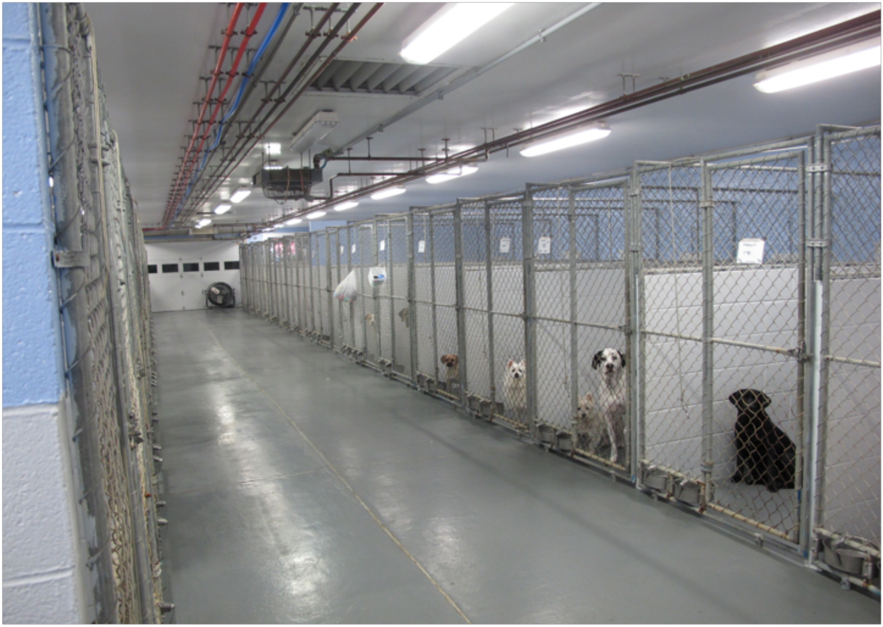 K-9 Grooming & Pet Motel