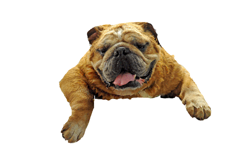 Dog Grooming in Oswego New York