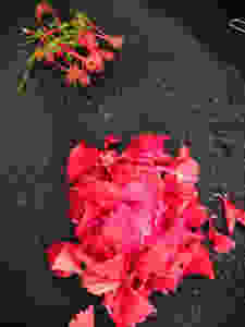 hibiscus petals for hibiscus tea recipe, hibiscus lemonade recipe, hibiscus herbal tea recipe, herbal iced tea recipe, summer coolers recipes, indian beverage recipes, traditional indian food recipe blog whiskmixstir, sheetal jandial