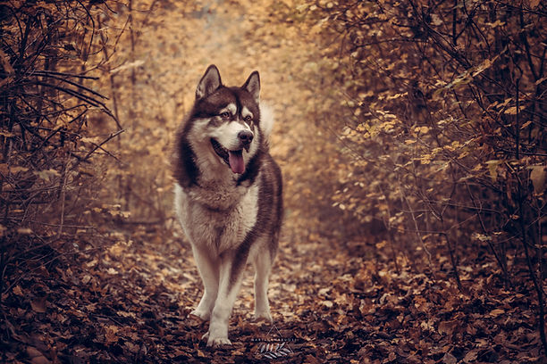 Cane in foliage autunnale