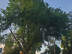 Distinguished Trees of Leschi