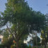 Distinguished Trees of Leschi