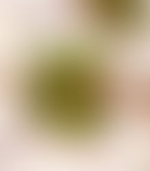 Feldsalat mit Linsen, Speck, gebratenen Zwiebeln & Haselnüssen