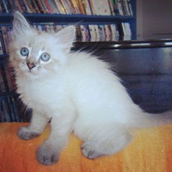 My baby when we first got him just over three ago. Such a little love