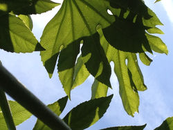 Continental planting