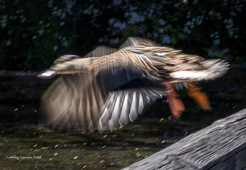 Mallard, female, multiple exposure