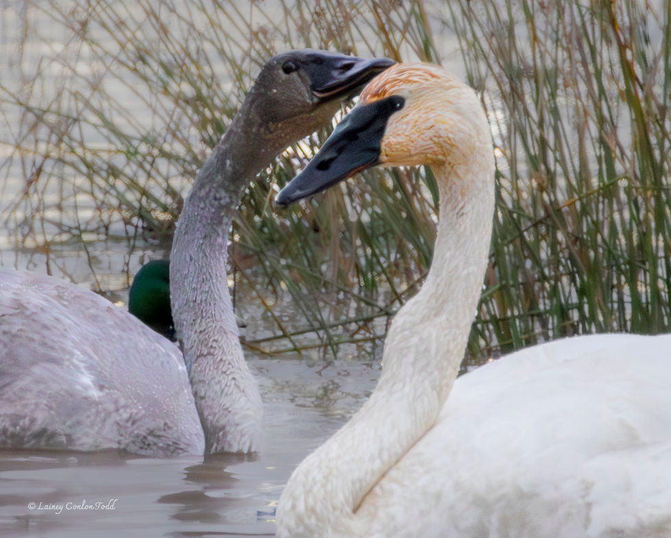 Trumpeter Swans