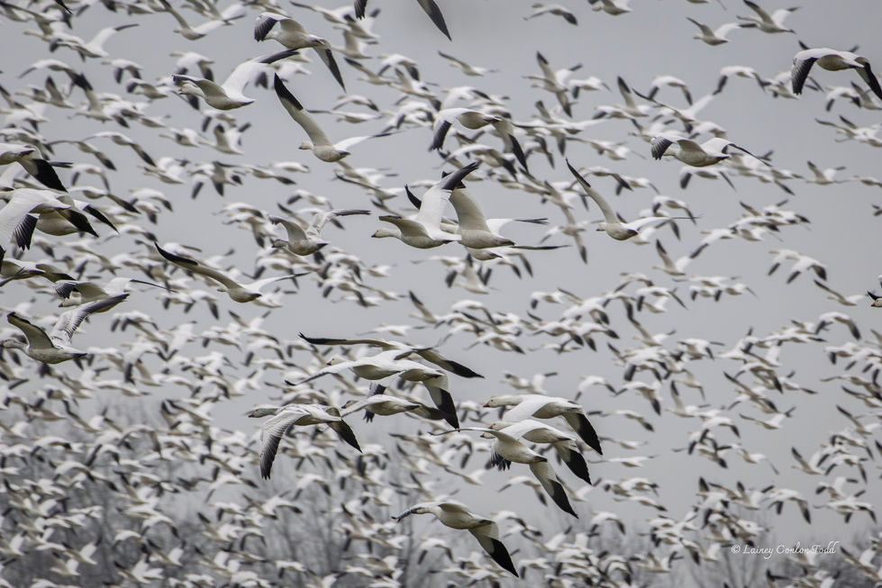 Ssoaring Snow Geese, Frenchman's Bar