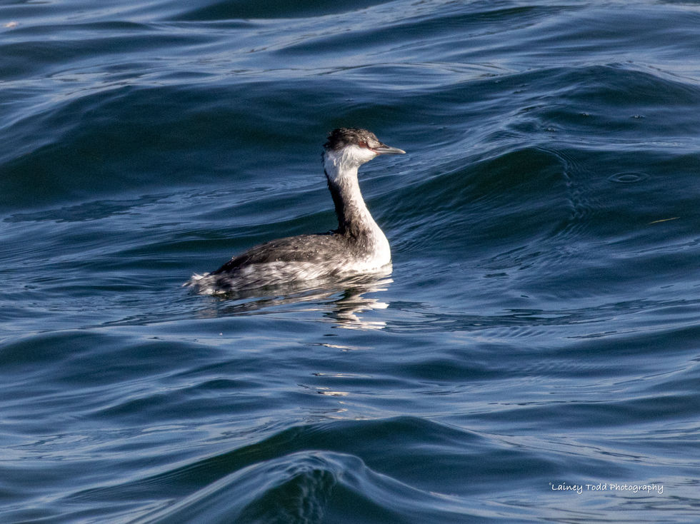 Horned Grebe Vancouver Bay, BC