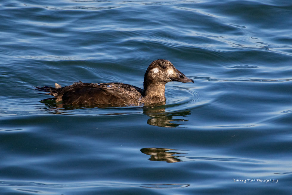 Surf Scoter female Boundary Bay USA-Canada