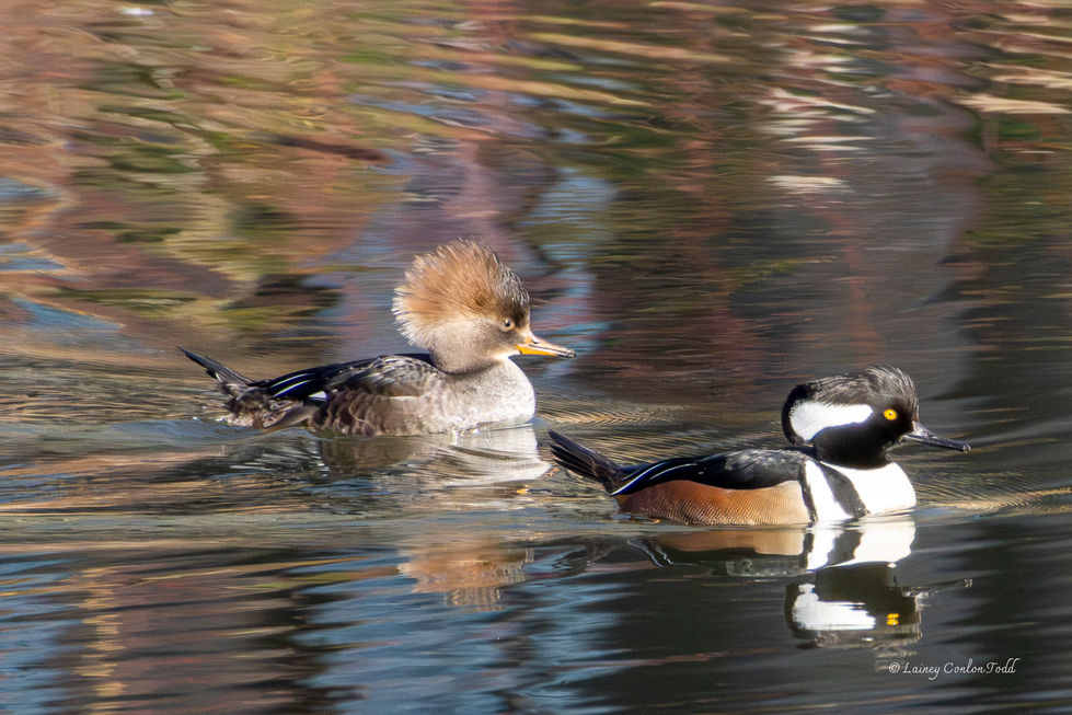 Hooded Mergensers Hillsboro, OR