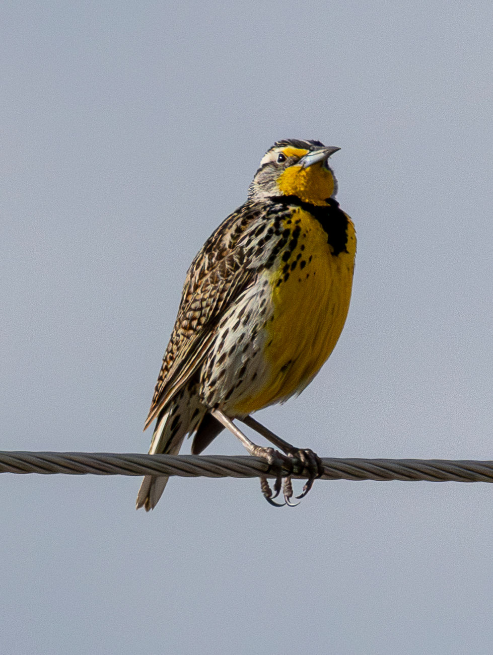Meadowlark - Oregon's State Bird