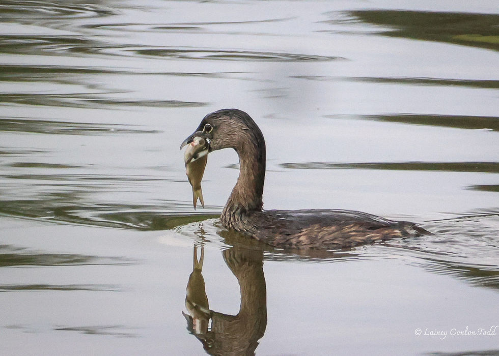 Grebe