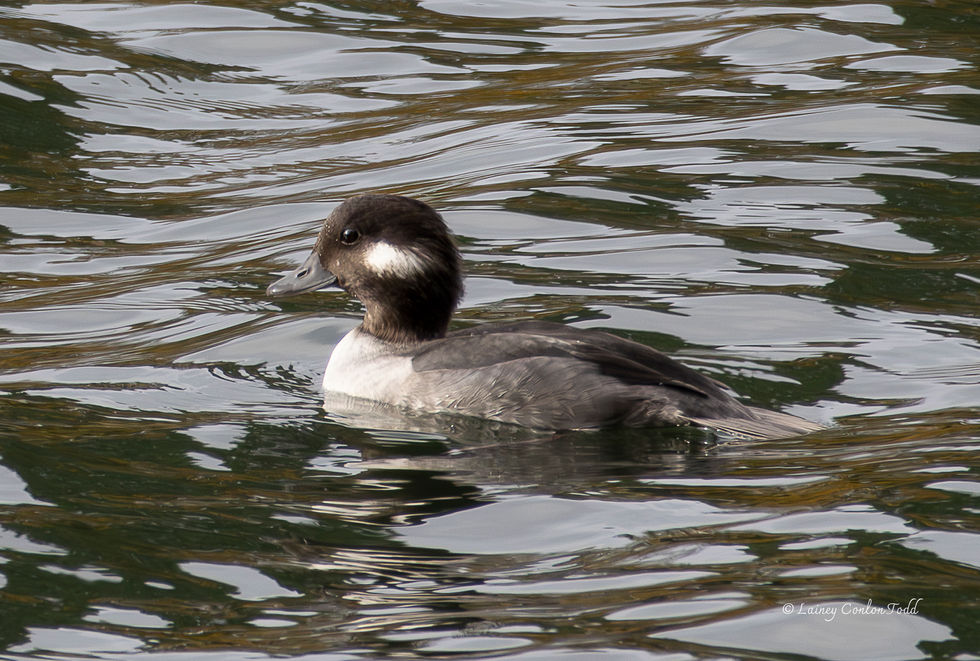 Bufflehead