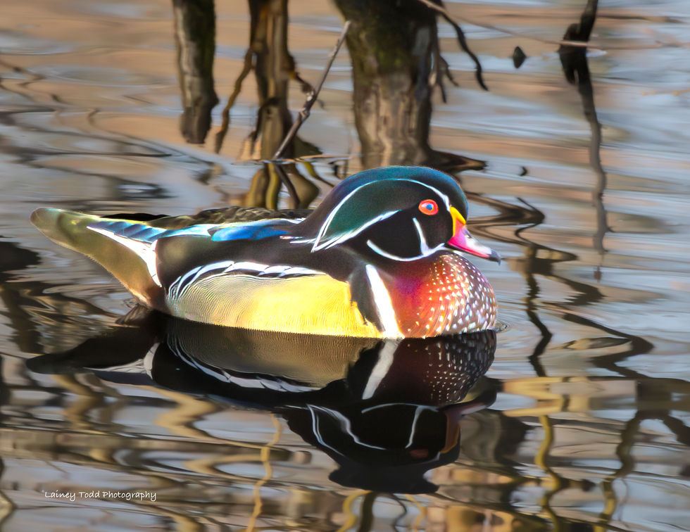 Wood Duck