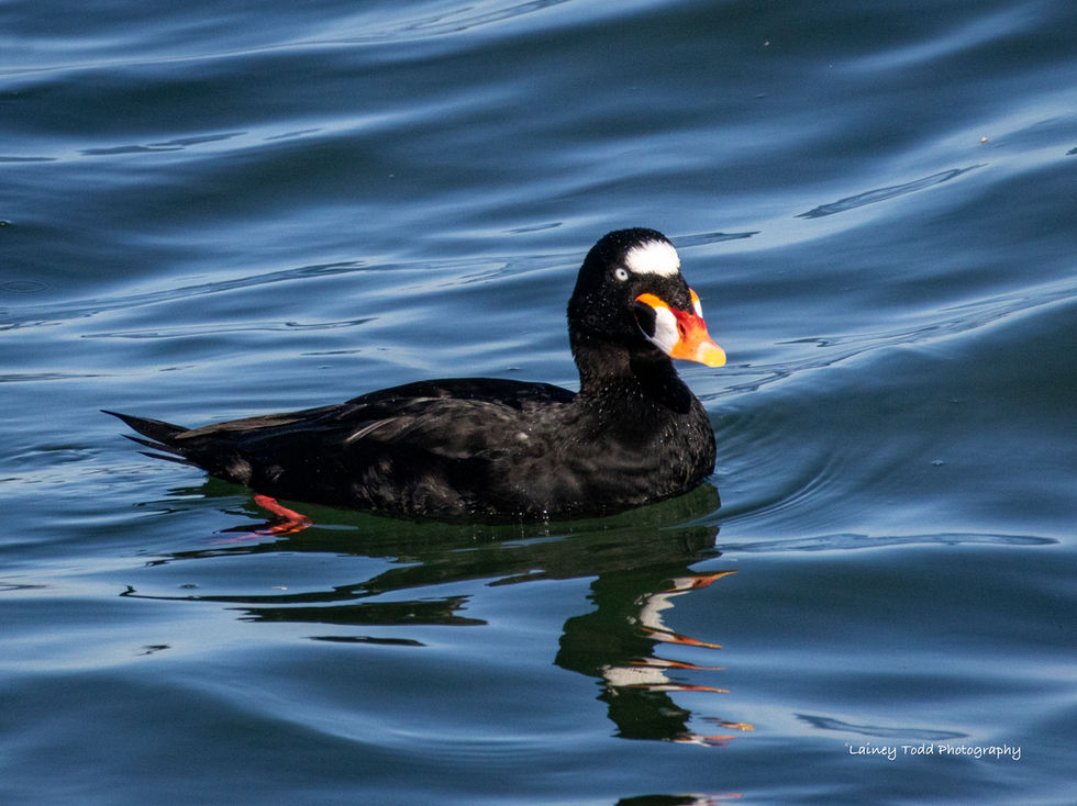 Surf Scoter male Boundary Bay USA-Canada